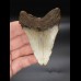 8,3cm Megalodon shark tooth shark USA