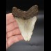 8,3cm Megalodon Haizahn Hai USA