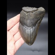 11,4 cm Megalodon shark tooth shark USA