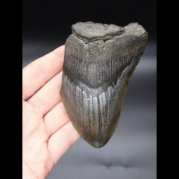 11,4 cm großes Fragment eines Megalodon Zahn