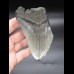 11,4 cm großes Fragment eines Megalodon Zahn