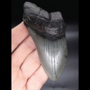 10,8 cm Megalodon shark tooth shark USA