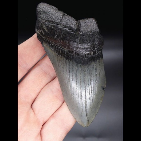 10,8 cm großes Zahnfragment des Megalodon