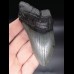 10,8 cm großes Zahnfragment des Megalodon