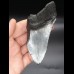 10,8 cm großes Zahnfragment des Megalodon