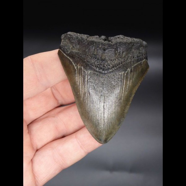 6,6cm Megalodon shark tooth shark USA