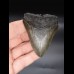 6,6cm Megalodon shark tooth shark USA