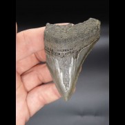 7,6cm Megalodon Haizahn Hai USA