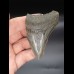 7,6cm Megalodon shark tooth shark USA