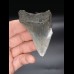 7,6cm Megalodon shark tooth shark USA