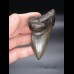 8,6cm Megalodon shark tooth shark USA