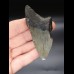 8,6cm Megalodon shark tooth shark USA