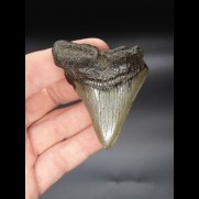 6,8cm Megalodon Haizahn Hai USA