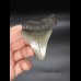6,8cm Megalodon shark tooth shark USA