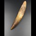 14,9cm collector Spinosaurus  tooth Dinosaurier Fossil
