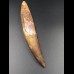 14,9cm collector Spinosaurus  tooth Dinosaurier Fossil