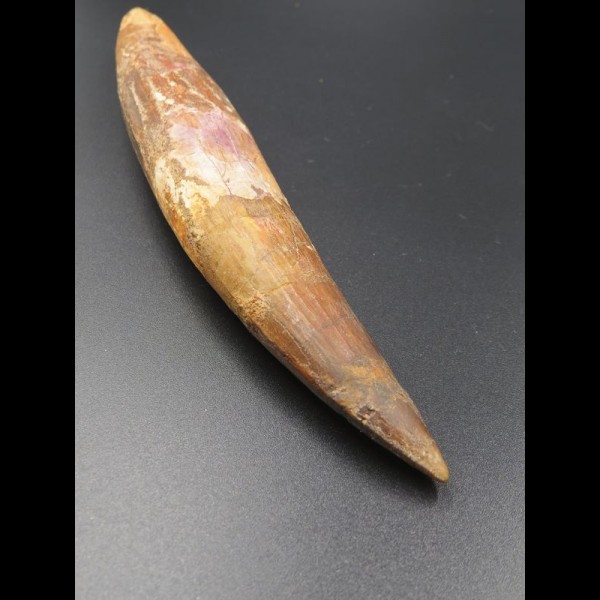 14,9cm collector Spinosaurus  tooth Dinosaurier Fossil