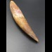 14,9cm collector Spinosaurus  tooth Dinosaurier Fossil