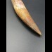 14,9cm collector Spinosaurus  tooth Dinosaurier Fossil