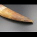 14,9cm collector Spinosaurus  tooth Dinosaurier Fossil