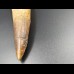 14,9cm collector Spinosaurus  tooth Dinosaurier Fossil