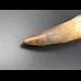 14,9cm collector Spinosaurus  tooth Dinosaurier Fossil