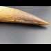 14,9cm collector Spinosaurus  tooth Dinosaurier Fossil