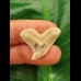 2,4 cm heller schön erhaltener Zahn des Galeocerdo eaglesomei