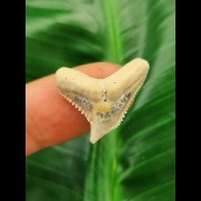 2,3 cm großer heller Zahn des Galeocerdo eaglesomei
