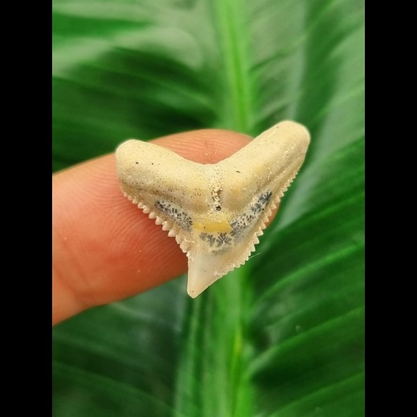 2,3 cm großer heller Zahn des Galeocerdo eaglesomei