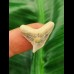 2,3 cm großer heller Zahn des Galeocerdo eaglesomei