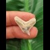 2,3 cm großer heller Zahn des Galeocerdo eaglesomei