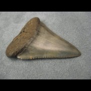 Great White Shark teeth fossils