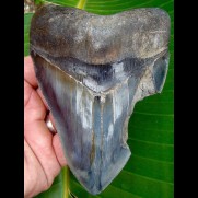 12,1cm blauer, schöner Haizahn des Megalodon Hai