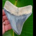 11,2cm scharfer, seltener Haizahn des Megalodon Hai