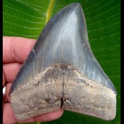 11,2cm scharfer, seltener Haizahn des Megalodon Hai