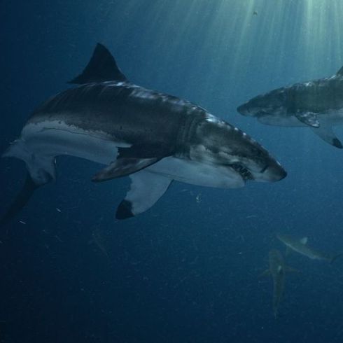 Zwei Megalodon Haie Schwimmen Im Blauen Ozean Wasser ©willyam - stock.adobe.com