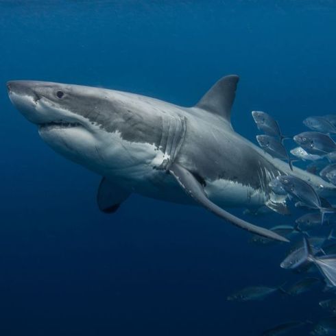 Great White Shark with Fishs in the deep blue Ocean ©Ryan - stock.adobe.com