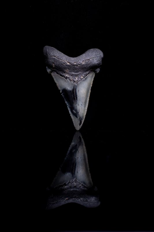 Zwei Megalodon Haie Schwimmen Im Blauen Ozean Wasser ©willyam - stock.adobe.com