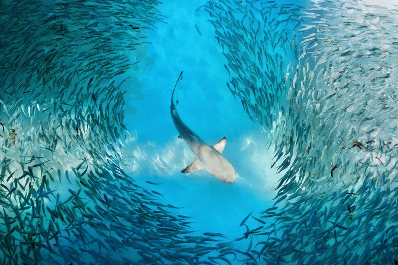 Grosser Weisser Hai im Fischschwarm 