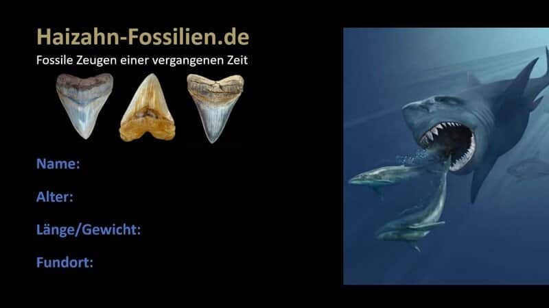 tolle Tipp Megalodon Hai Zahn Replica Fossil große Verzahnung tolles Geschenk 
